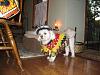 Post your BEST/FUNNIEST/CUTEST dog Halloween costumes-img_0089.jpg