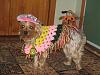 Post your BEST/FUNNIEST/CUTEST dog Halloween costumes-img_0075.jpg