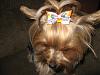 Look at all our new bows!!!-img_3173.jpg