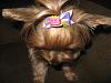 Look at all our new bows!!!-img_3175.jpg