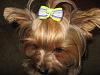 Look at all our new bows!!!-img_3178.jpg