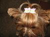 Look at all our new bows!!!-img_3179.jpg