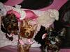 Lets see your Yorkies Bed.-poses-018yt.jpg