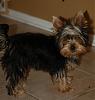 Bently and his playmate-dsc_0148.jpg