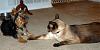 Bently and his playmate-dsc_0141.jpg