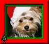 Xmas is just around the corner-xmasframe.jpg