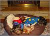 Lets see your Yorkies Bed.-pups-fireplace-01.jpg