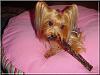 Lets see your Yorkies Bed.-destiny-0112.jpg