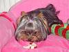 Lets see your Yorkies Bed.-234.jpg