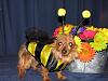 Post your BEST/FUNNIEST/CUTEST dog Halloween costumes-5mayresized.jpg