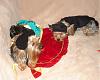 Post your BEST/FUNNIEST/CUTEST dog Halloween costumes-lexie_edited-20-28600-20x-20480-29.jpg