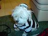 Post your BEST/FUNNIEST/CUTEST dog Halloween costumes-dsc05984-vi.jpg