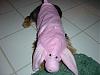 Post your BEST/FUNNIEST/CUTEST dog Halloween costumes-dsc05952-vi.jpg