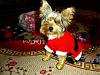 Post your BEST/FUNNIEST/CUTEST dog Halloween costumes-dsc06723enhanced1-vi.jpg