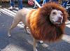 Post your BEST/FUNNIEST/CUTEST dog Halloween costumes-14-20amazing-20ridiculous-20dog-20costumes-2014.jpg