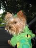 Yorkie Froggie "Happy Halloween"-frog-1-going-park.jpg
