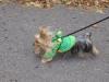 Yorkie Froggie "Happy Halloween"-frog-2-running.jpg