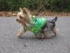 Yorkie Froggie "Happy Halloween"-frog-3-running.jpg