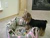 Lets see your Yorkies Bed.-dsc00961.jpg