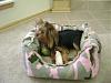 Lets see your Yorkies Bed.-dsc00972.jpg