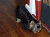 Have you seen a yorkie sleep like this??-dscf0009.jpg