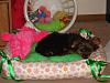 Lets see your Yorkies Bed.-lillysbed-023.jpg