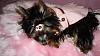 Lets see your Yorkies Bed.-poses-124rc.jpg