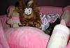 Lets see your Yorkies Bed.-girls-086rc.jpg