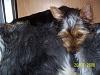 Lets see your Yorkies Bed.-mika-resize3.jpg