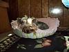 Lets see your Yorkies Bed.-100_0461.jpg