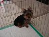 Here's my new puppy, Charlie!!-dsc01020.jpg