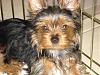 Here's my new puppy, Charlie!!-dsc01023.jpg