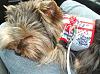 What is your favorite picture of your furbaby/babies?-acoppersleeping.jpg