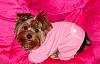 What is your favorite picture of your furbaby/babies?-pajamas.jpg