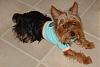 What is your favorite picture of your furbaby/babies?-malin-shirt.jpg