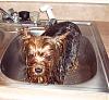 Rub-a-Dub-Dub...Two Yorkies in the Tub!-bath-rylie.jpg