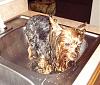 Rub-a-Dub-Dub...Two Yorkies in the Tub!-bath-rylie-1-.jpg