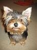 What is your favorite picture of your furbaby/babies?-wookie-18-wks-013.jpg