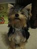 What is your favorite picture of your furbaby/babies?-wookie-18-wks-021.jpg