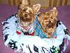 Lets see your Yorkies Bed.-cimg1617_edited-1-small-.jpg