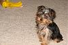What is your favorite picture of your furbaby/babies?-dsc05044.jpg