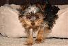 What is your favorite picture of your furbaby/babies?-12-19-07-1.jpg
