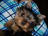 What is your favorite picture of your furbaby/babies?-2008_07183violett0024-600-x-450-.jpg