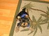 What is your favorite picture of your furbaby/babies?-pic2-300-x-225-.jpg