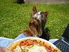 What is your favorite picture of your furbaby/babies?-pizza1.jpg