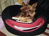 Lets see your Yorkies Bed.-n17400020_30613449_8901.jpg