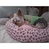 Lets see your Yorkies Bed.-220209999877_0_0sleep.jpg