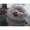 Lets see your Yorkies Bed.-s2.jpg