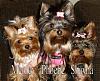 What is your favorite picture of your furbaby/babies?-shayna-196clean-yt.jpg