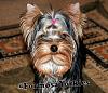 What is your favorite picture of your furbaby/babies?-smemo6m1.jpg
